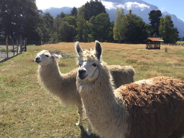 Llamas 1