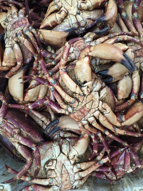Jaiba, centolla crab Chiloe